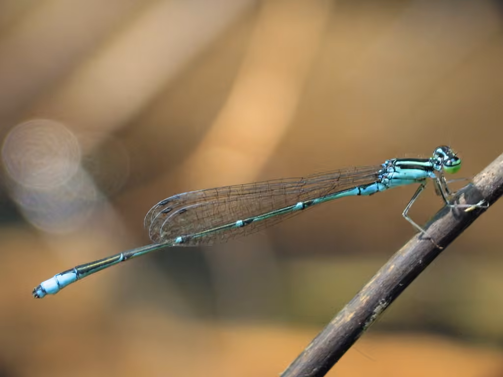 Agrion exilé