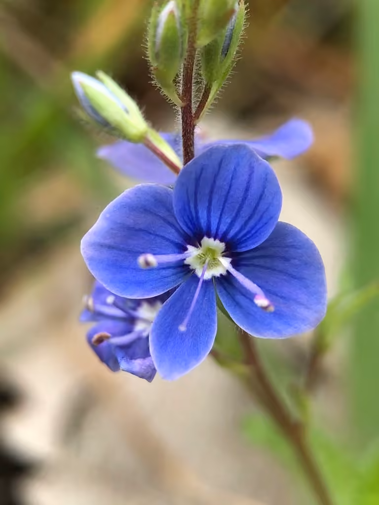 Véronique petit-chêne, En fleurs