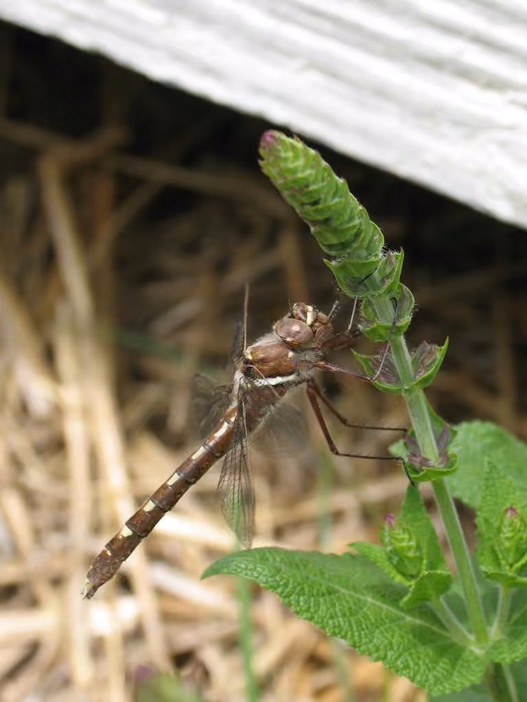 Macromie Brune