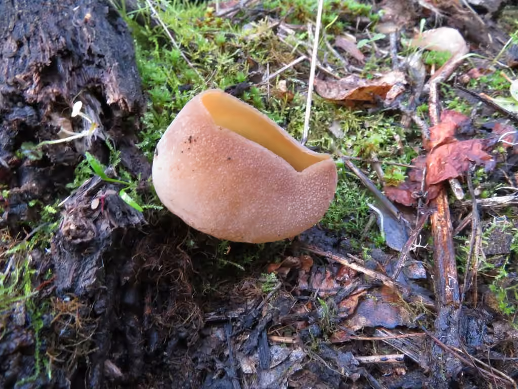Layered Cup, photo 2 of 5