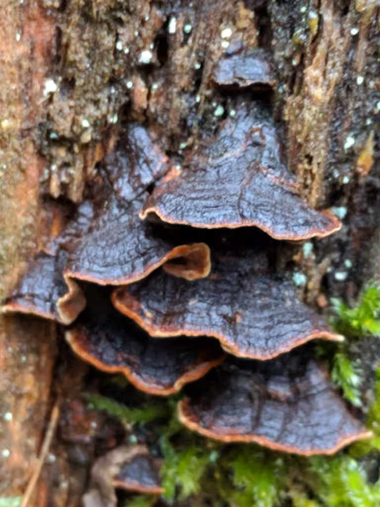 Hymenochète rouillé, photo 1 sur 5