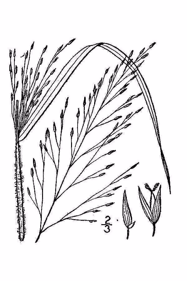 Wiry witch grass, photo 2 of 5
