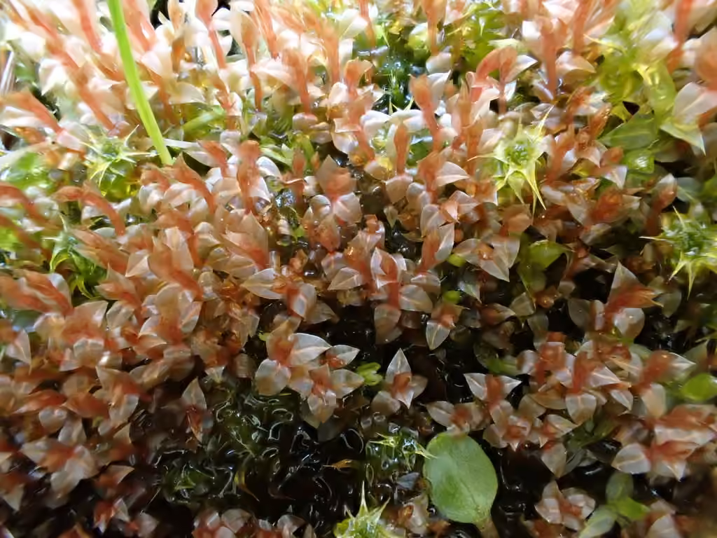 Bryum à feuilles décurrentes, photo 2 sur 5