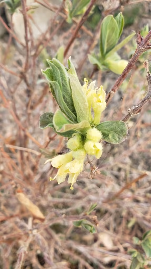 Chèvrefeuille à fruits bleus, En fleurs
