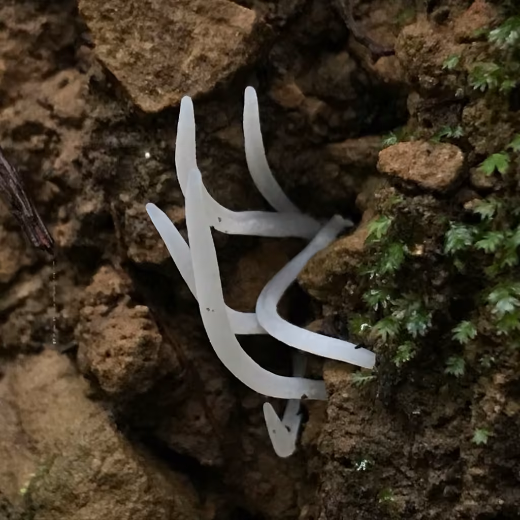 Clavaria falcata, photo 2 of 5