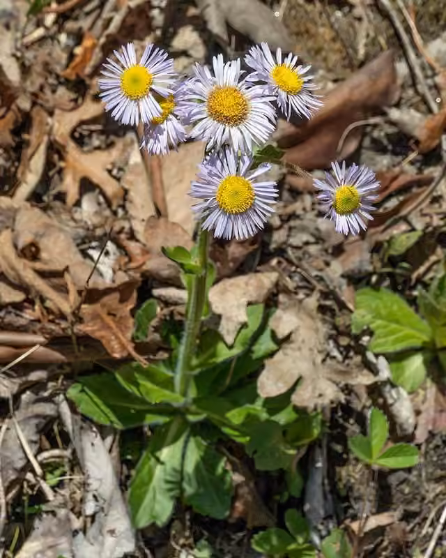 Robin's plantain, In flower