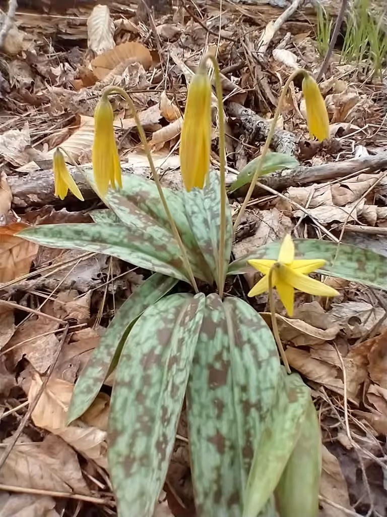 Érythrone d'Amérique, En fleurs