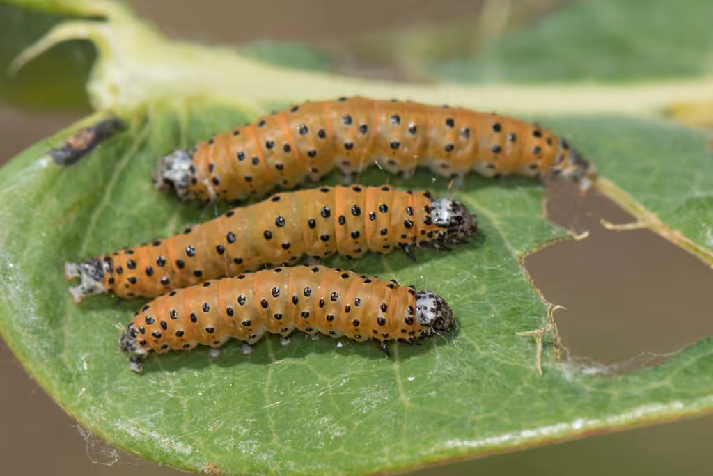Dogbane Saucrobotys Moth, photo 3 of 5