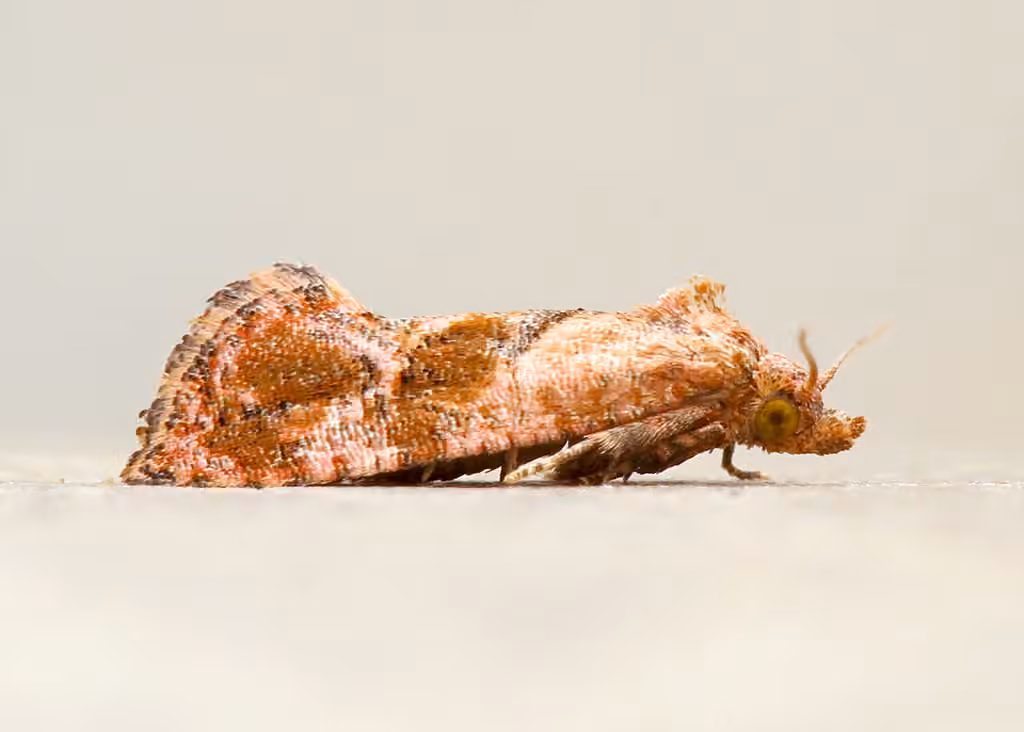 Pink-mottled Cochylichroa Moth, Adulte