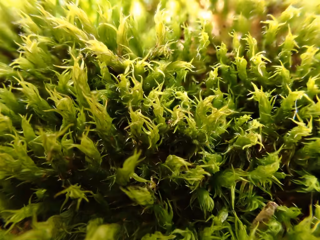 Slender Fringe-moss, photo 3 of 5