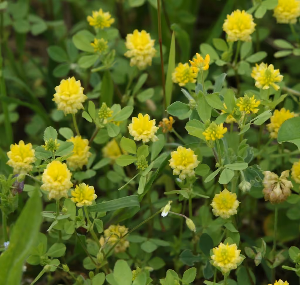 Field clover, photo 1 of 5