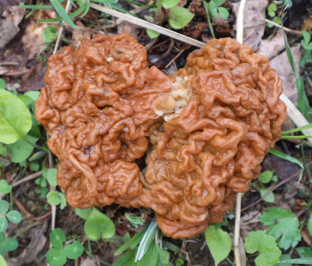 Gyromitre géante, photo 3 sur 5