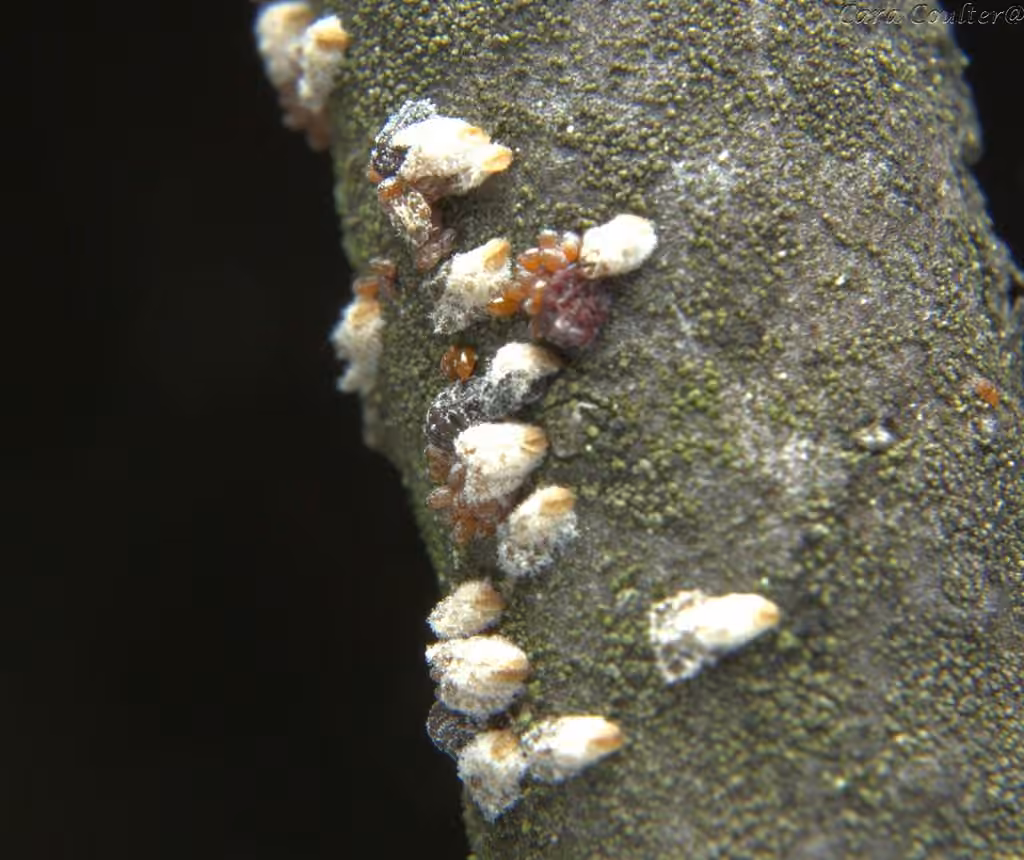 Puceron de l'écorce du pin
