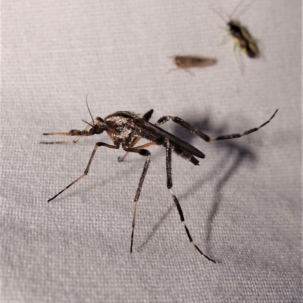 Moustique à bandes dorées, photo 1 sur 5