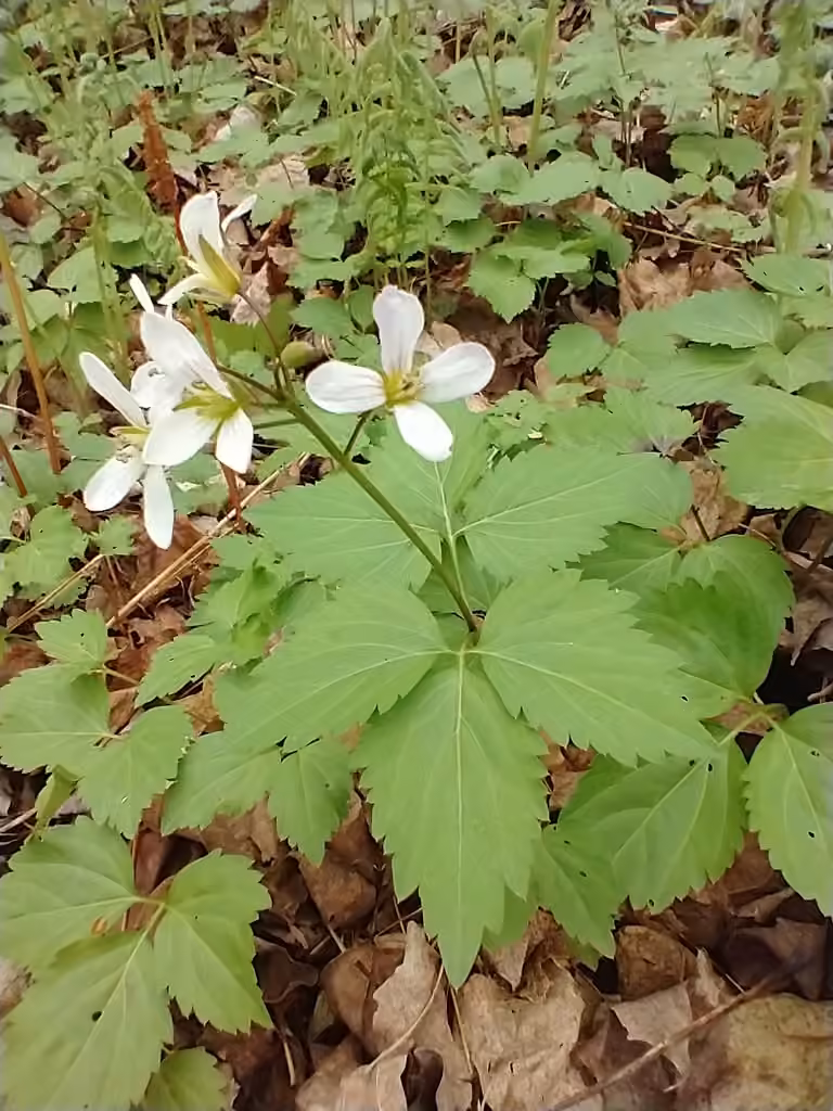 Crinkleroot, In flower