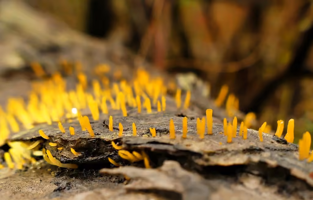 Calocera sinensis, photo 2 of 5