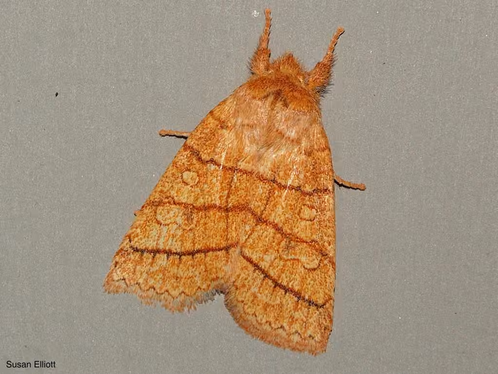 Mustard Sallow, photo 3 of 5