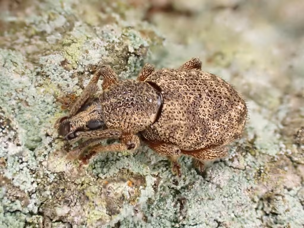 Clay-coloured Weevil, photo 3 of 5