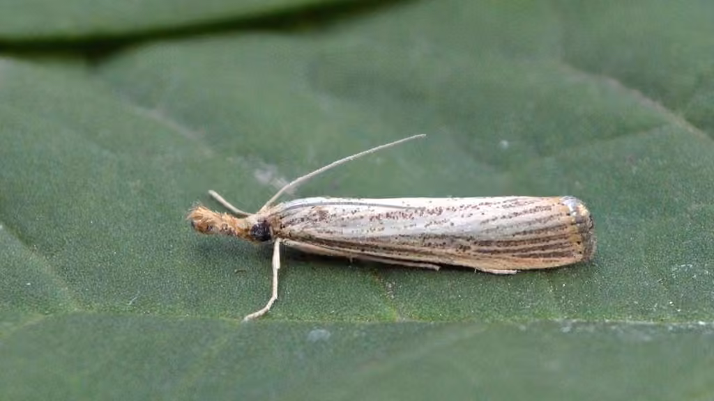 Pyrale vagabonde