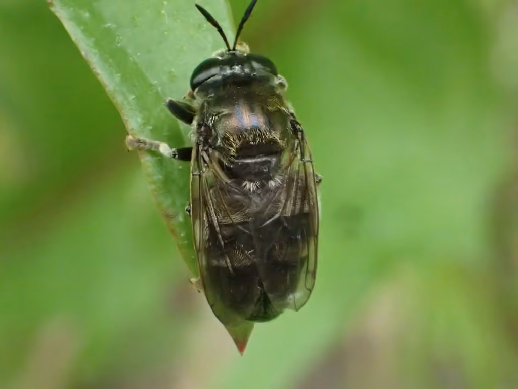 Long-horned Ant Fly, Adult