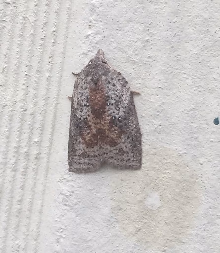 White-lined Leafroller Moth, Adult
