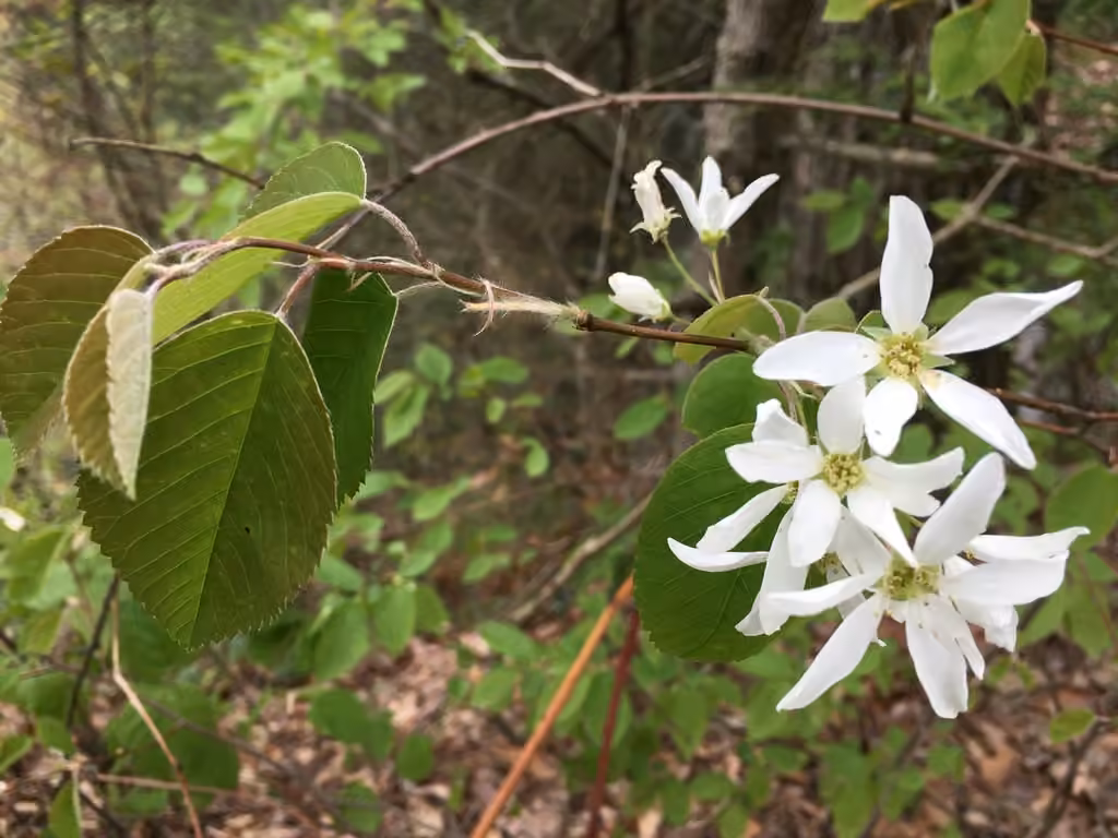 Beautiful serviceberry, photo 3 of 5