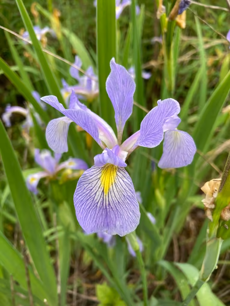 Virginia iris, In flower
