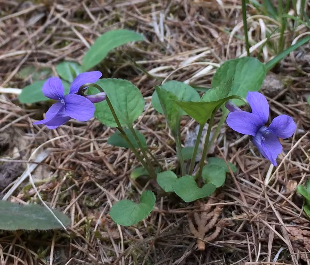 Blue violet, photo 1 of 5