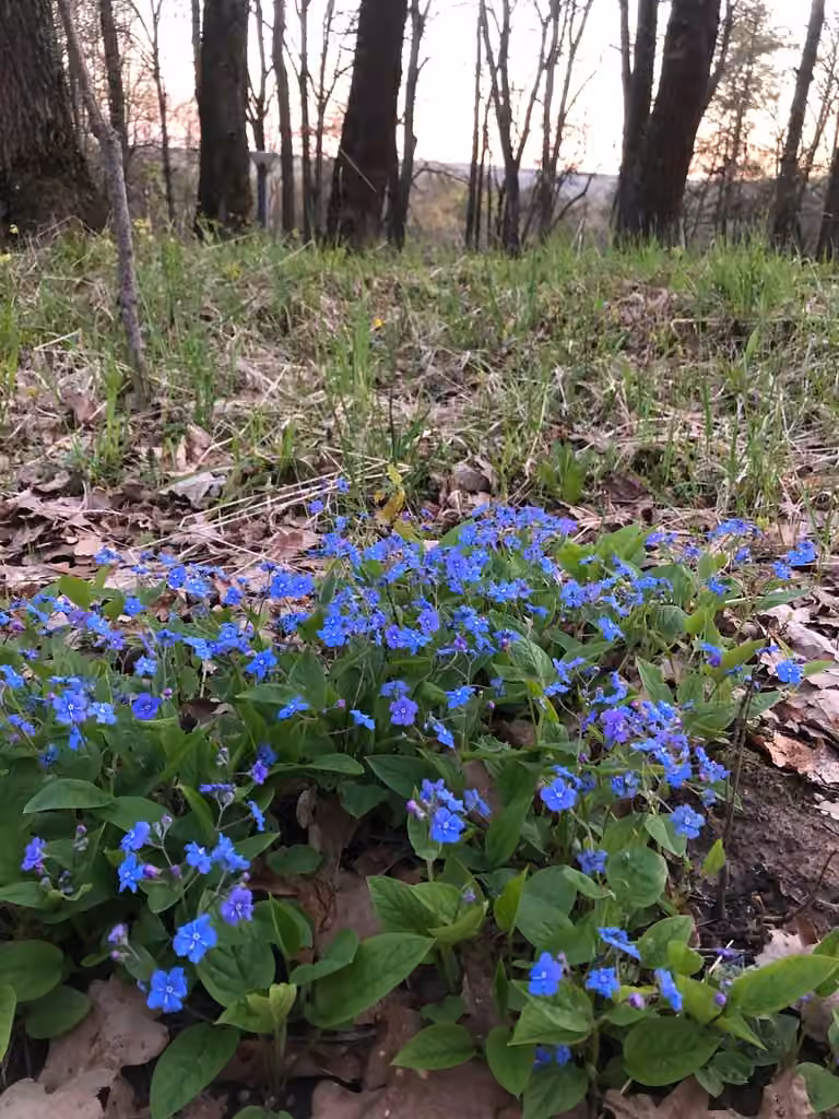 Omphalodès du printemps, photo 2 sur 5