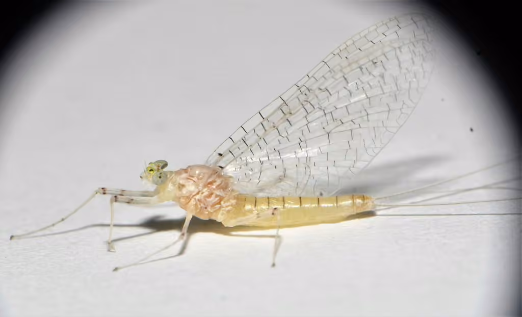 Terminal flat-headed mayfly