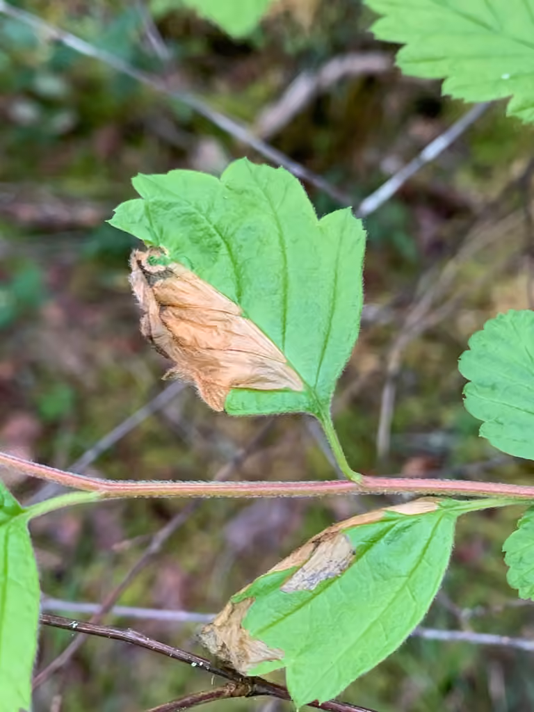 Purplish Birch-miner Moth, Caterpillar
