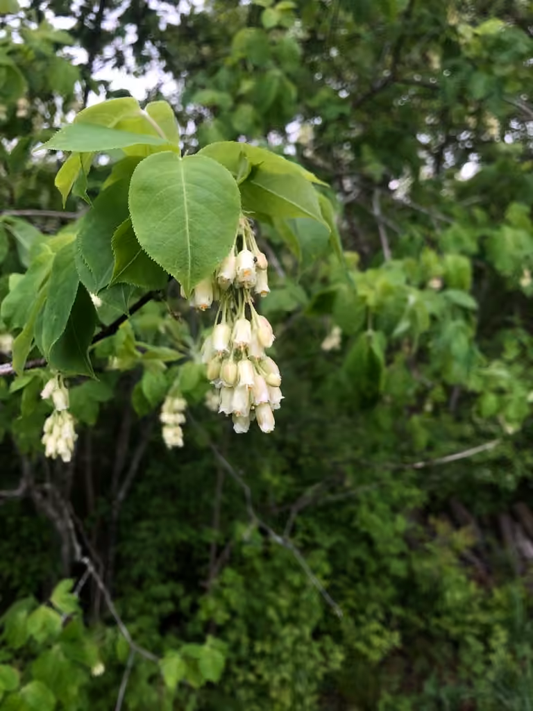 American bladdernut, Flower buds