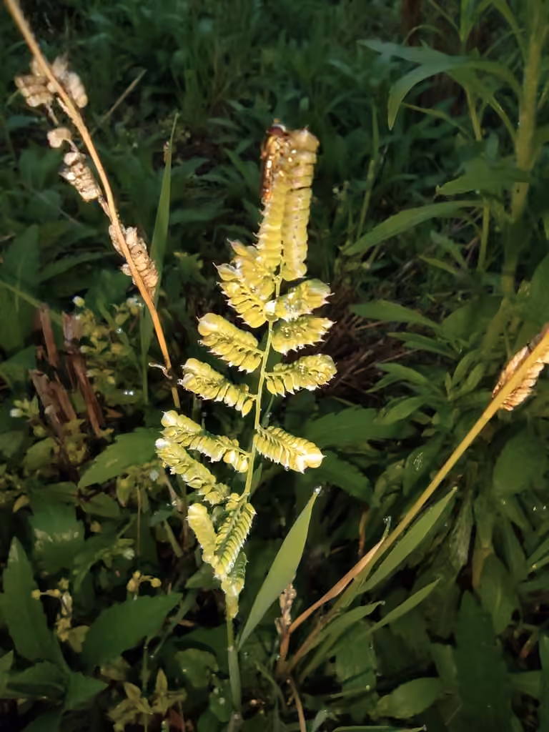 American sloughgrass, In fruit