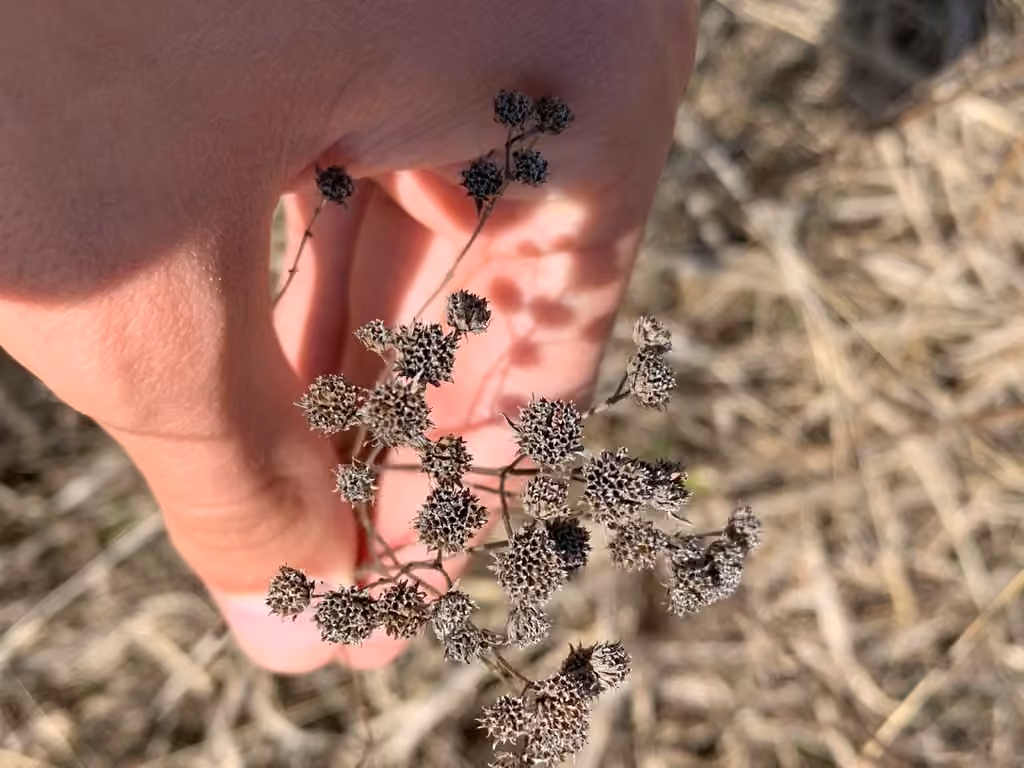 Virginia mountain-mint, In fruit