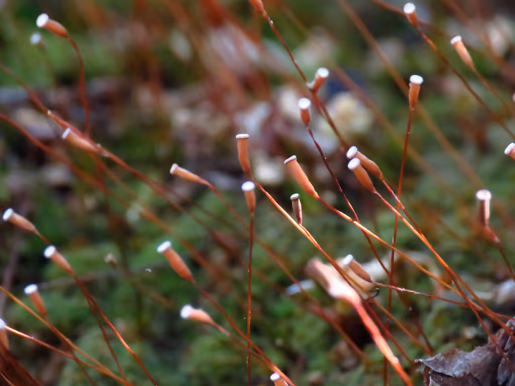 Polytric tomenteux, photo 2 sur 5