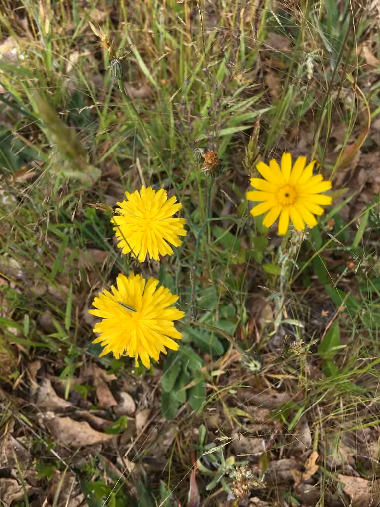 Hairy cat's ear, In flower