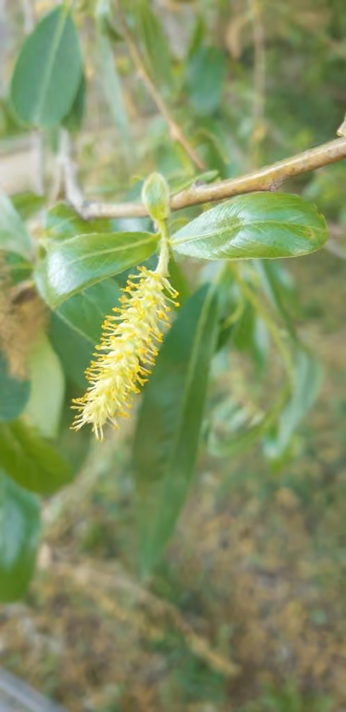 Saule laurier, En fleurs