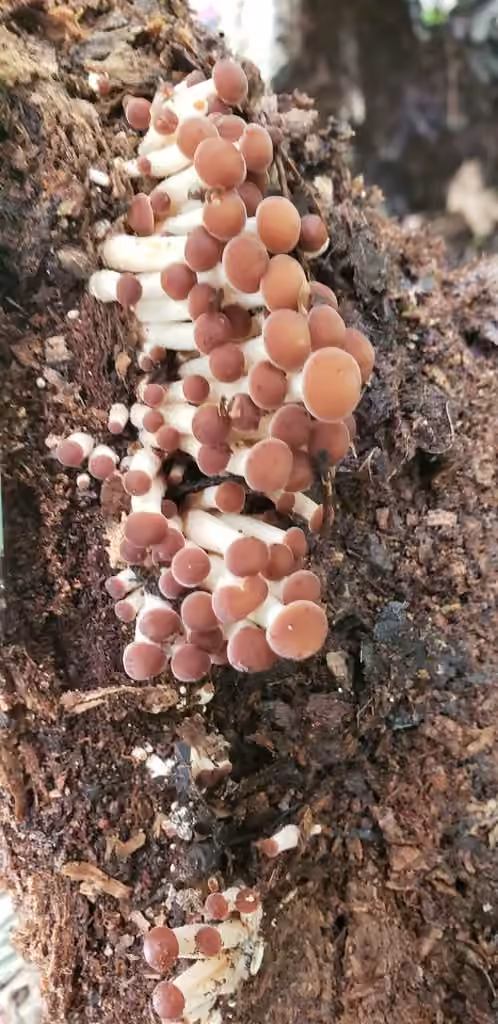Psathyrelle couleur de datte, photo 3 sur 5