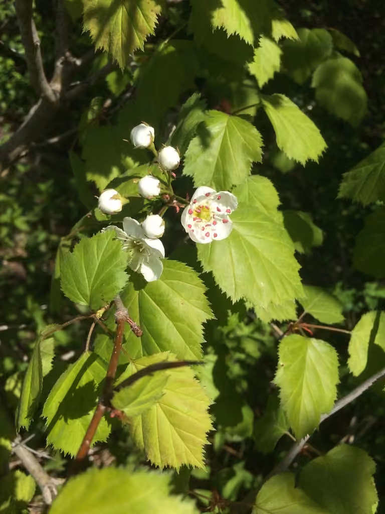 Kansas hawthorn, photo 1 of 5