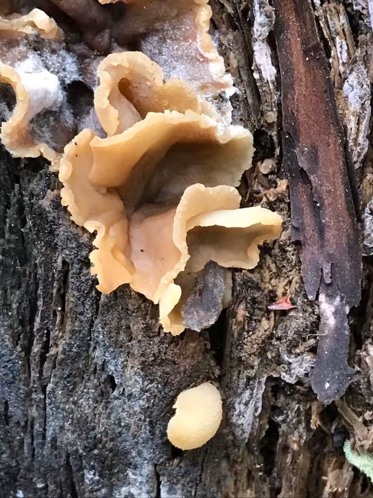 Layered Cup, photo 3 of 5