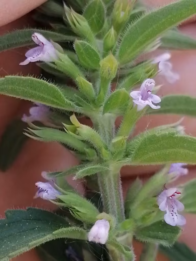 Dracocéphale à fleurs de thym, photo 3 sur 5