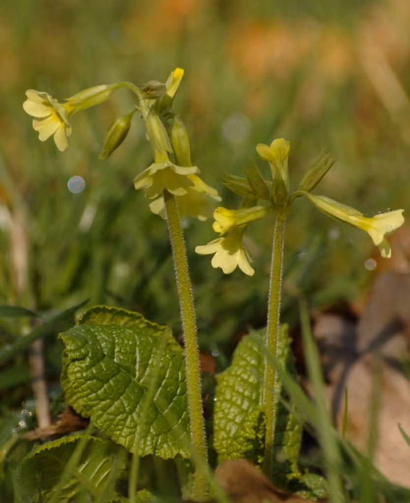 Oxlip, photo 3 of 5