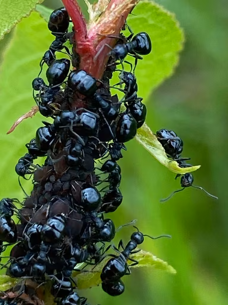 Fourmi de Taschenberg, photo 3 sur 5