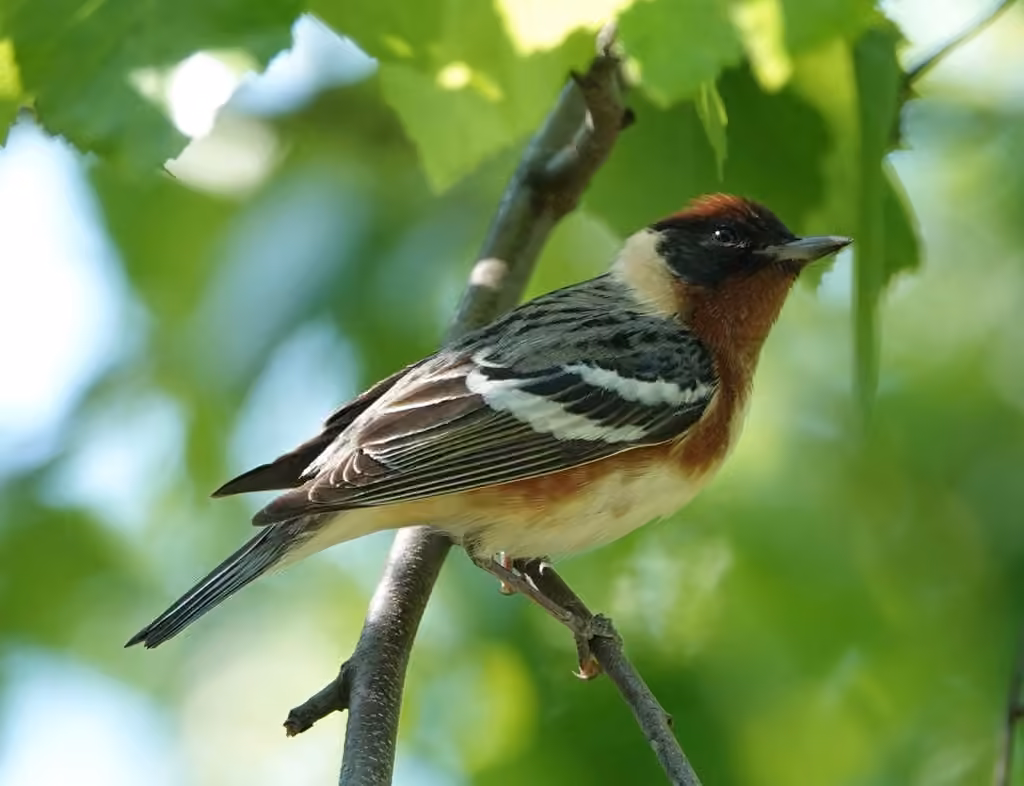 Bay-breasted Warbler, photo 3 of 5