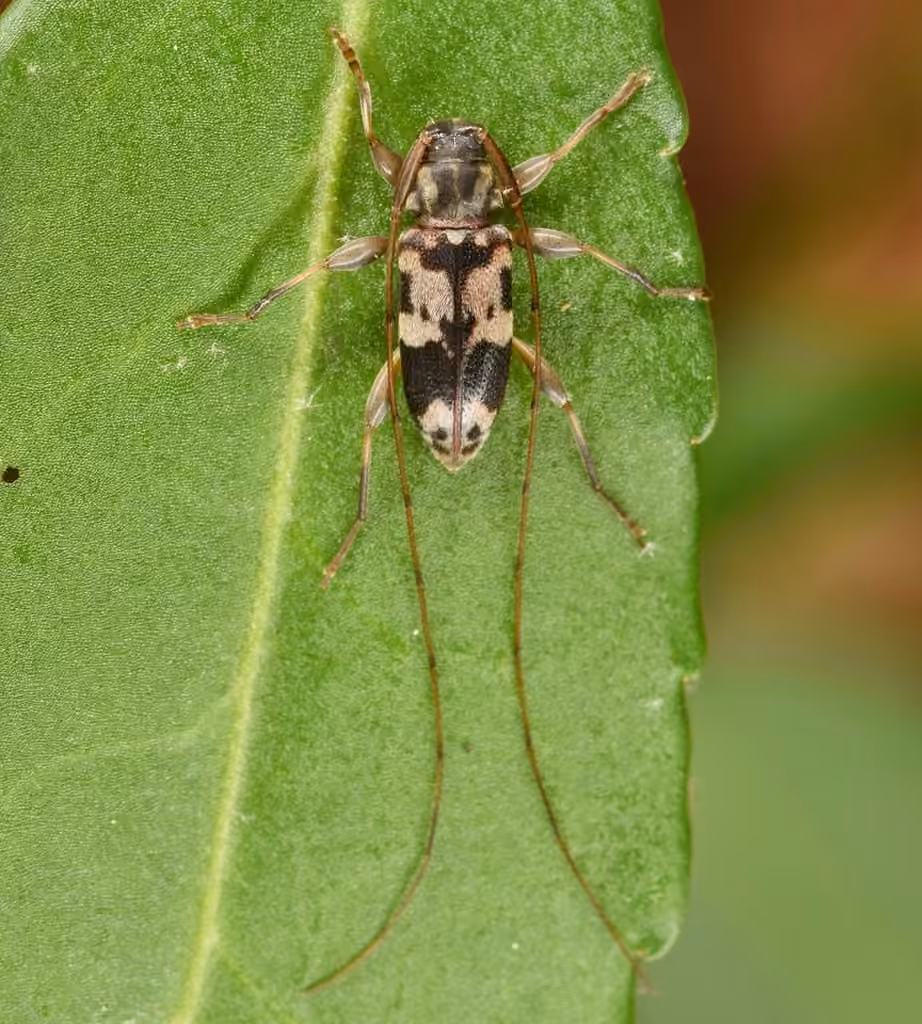 Oak Long-horned Beetle, Adult