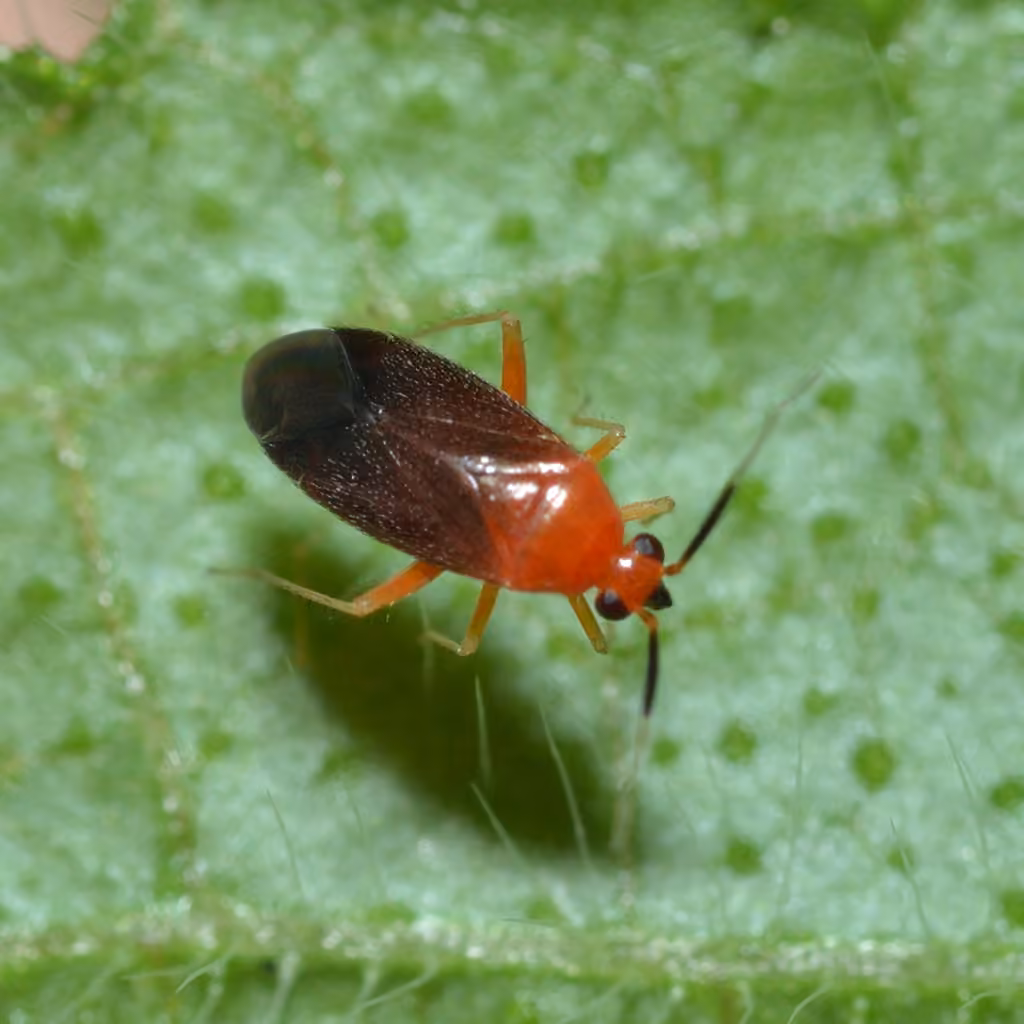 Rhinocapsus rubricans, photo 2 sur 5