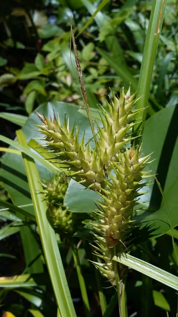 Carex faux-lupulina, photo 1 sur 5