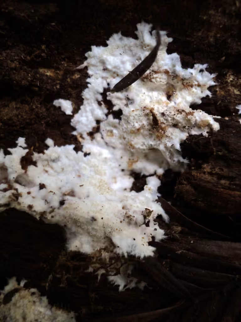 Porotheleum fimbriatum, photo 3 sur 5
