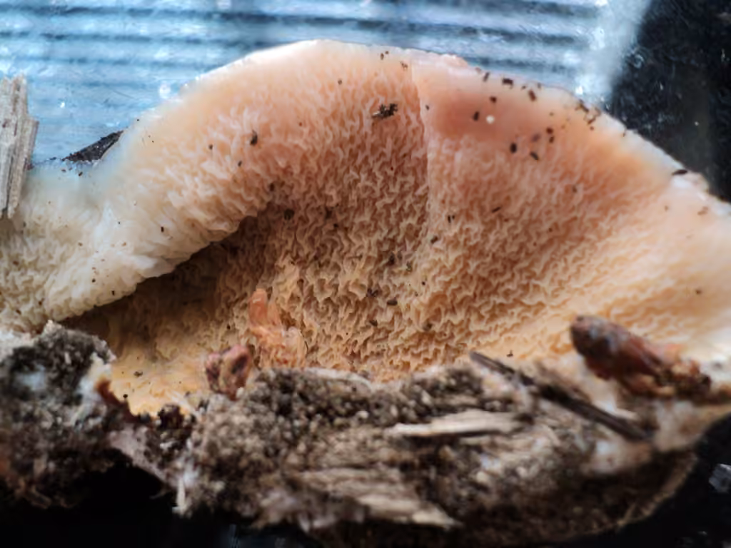 Jelly Rot, photo 3 of 5