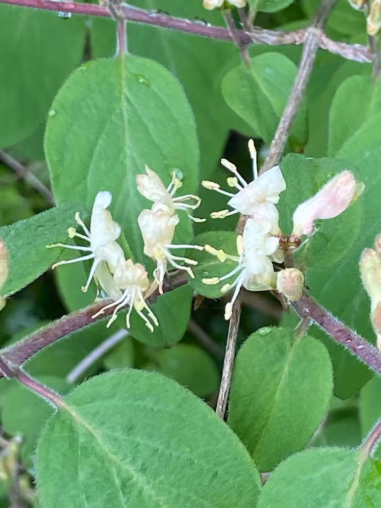 Chèvrefeuille à balais, En fleurs